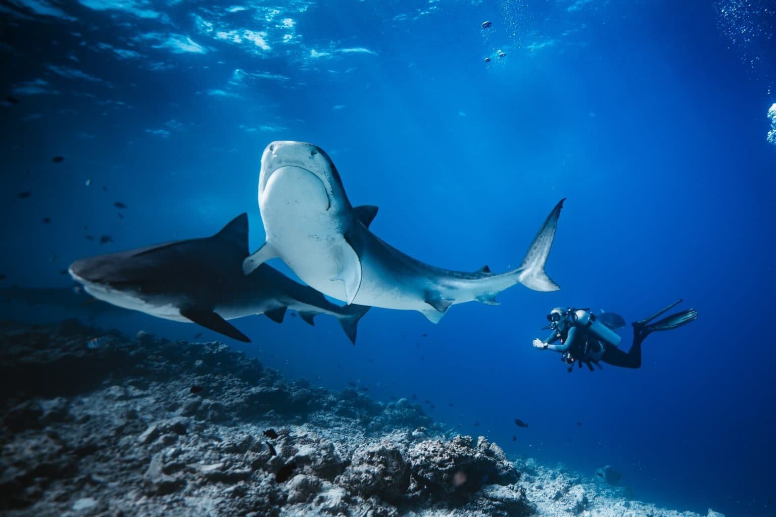 Fuvahmulah Tiger Shark Diving: What ZuBlu Won't Tell You About the Risks and Costs (2026)