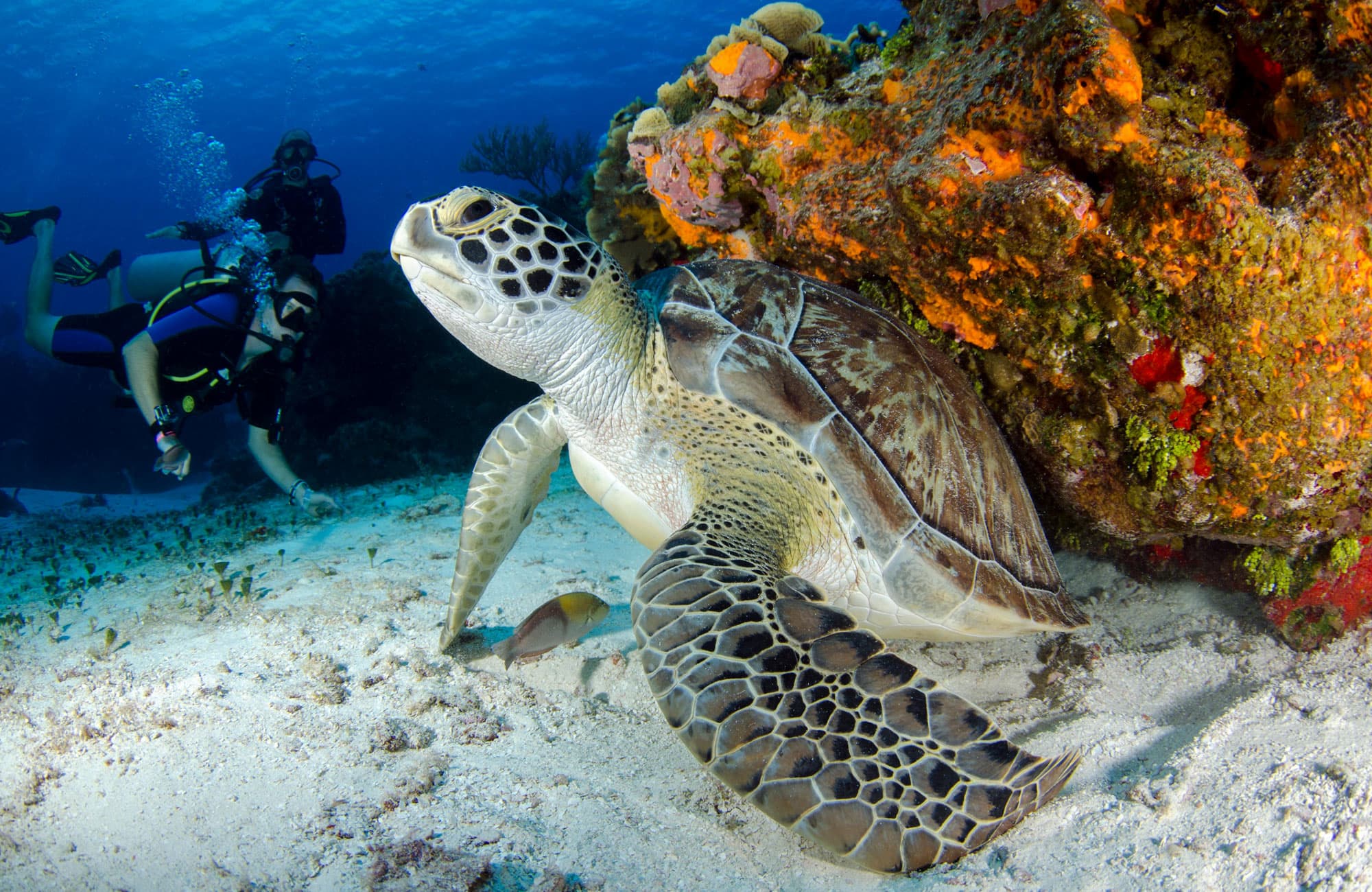 Gordon Rocks dive site image