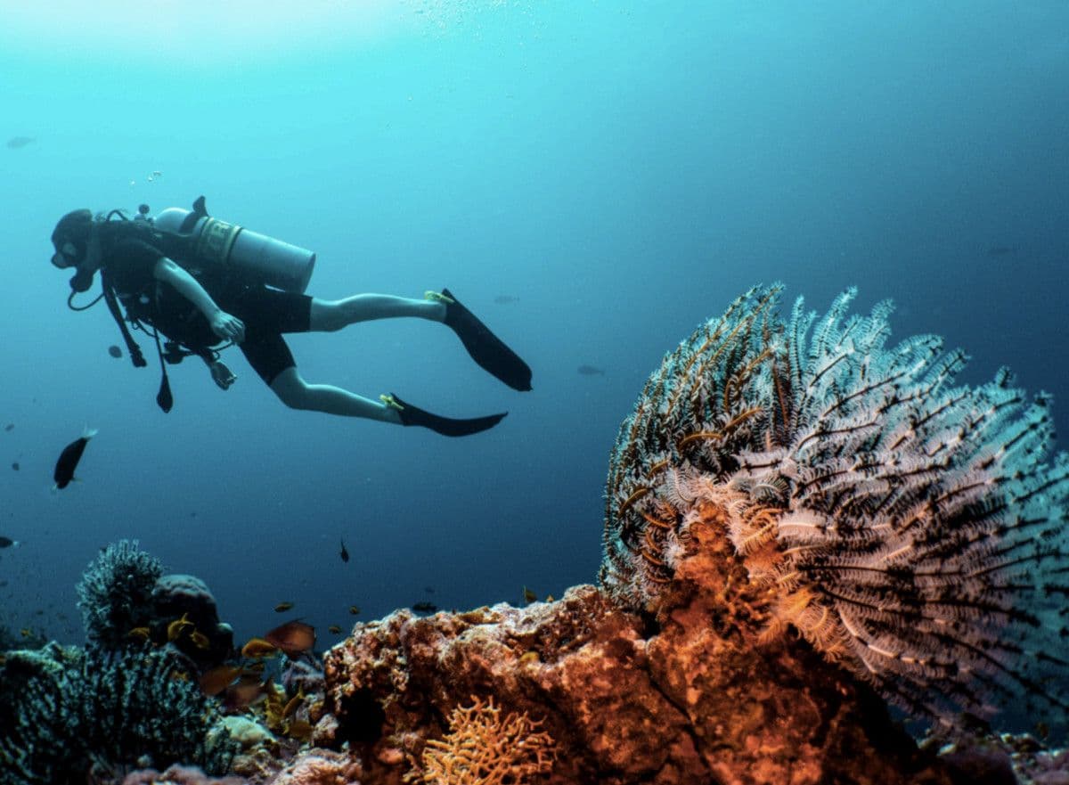 What the Maldives Losing Shark Sanctuary Status Means for Divers in 2026