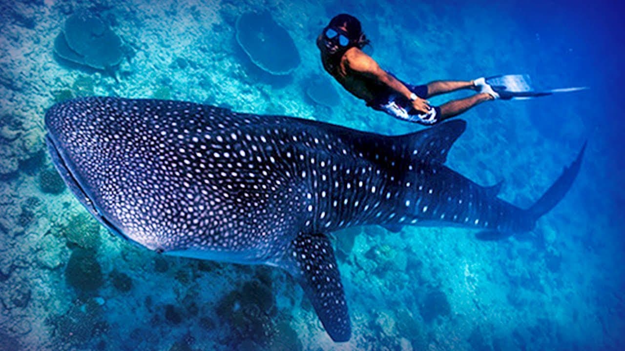 Maldives Diving November vs February: Which Season Wins?