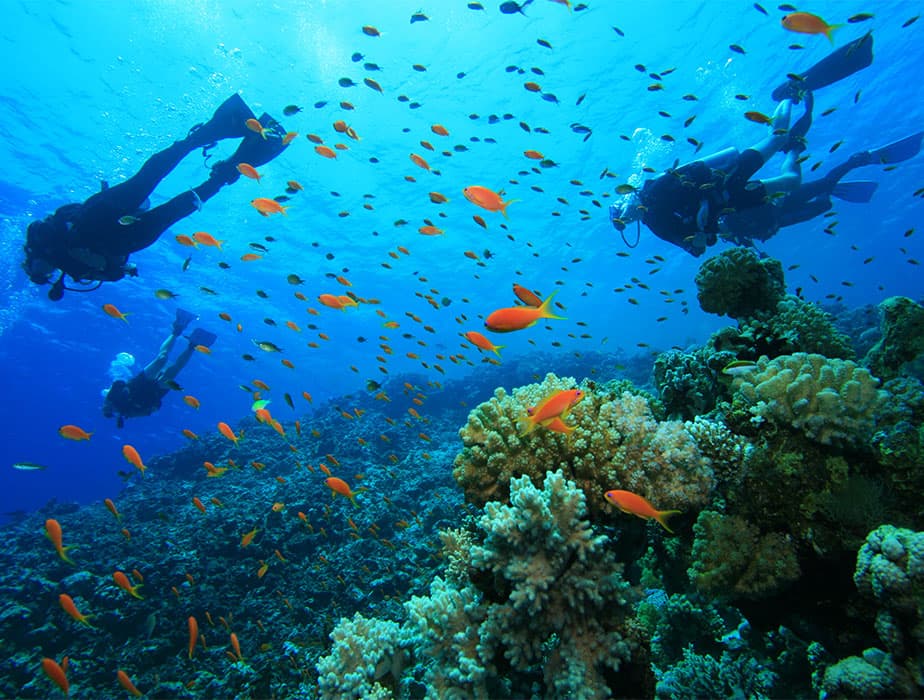 Malapascua Thresher Sharks: Is the 5 AM Dive Still Worth It in 2026?