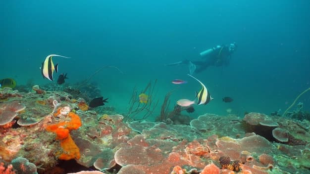 Anilao vs Lembeh for Macro Diving: Which Critter Capital Actually Wins?