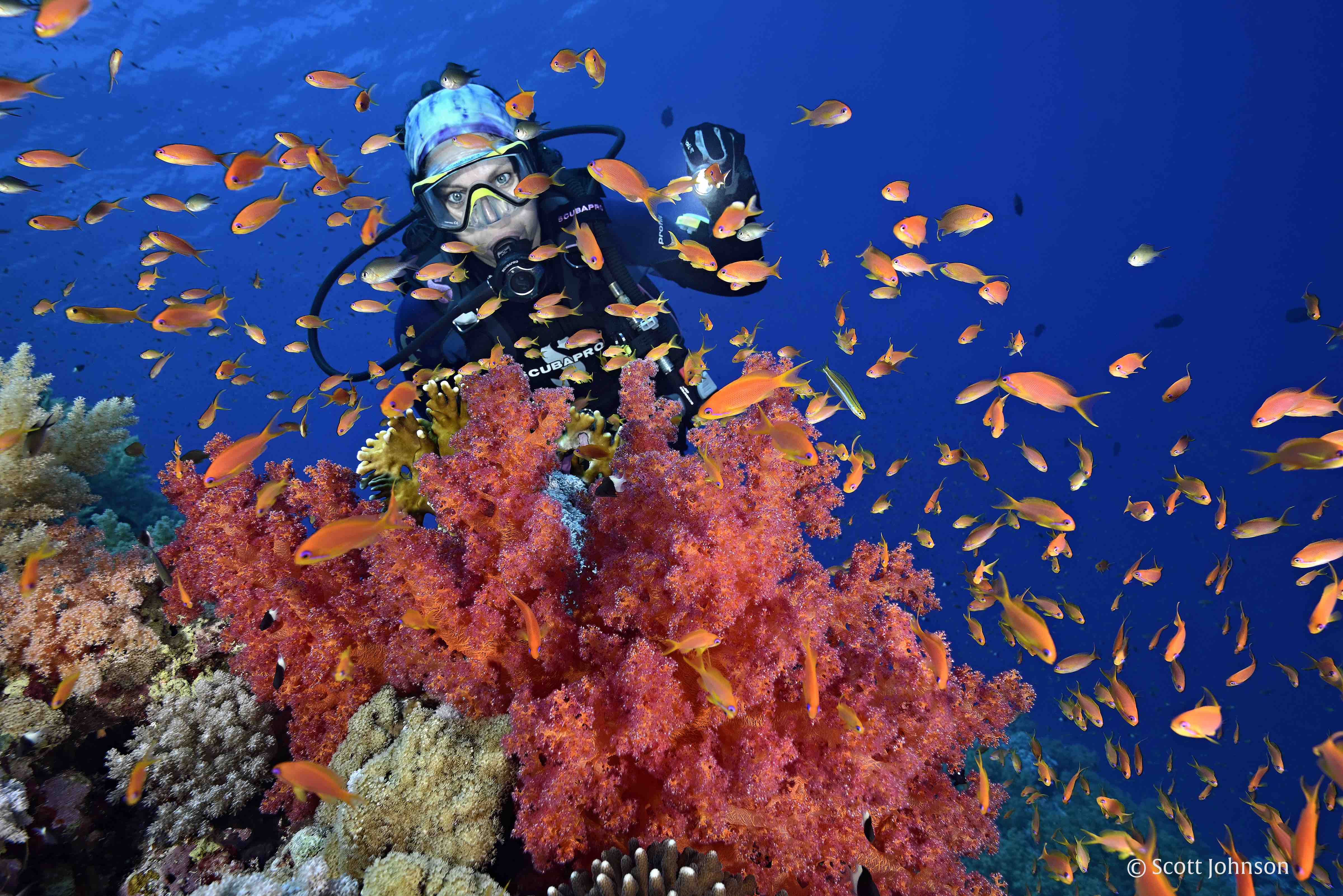 Ras Mohammed dive site image