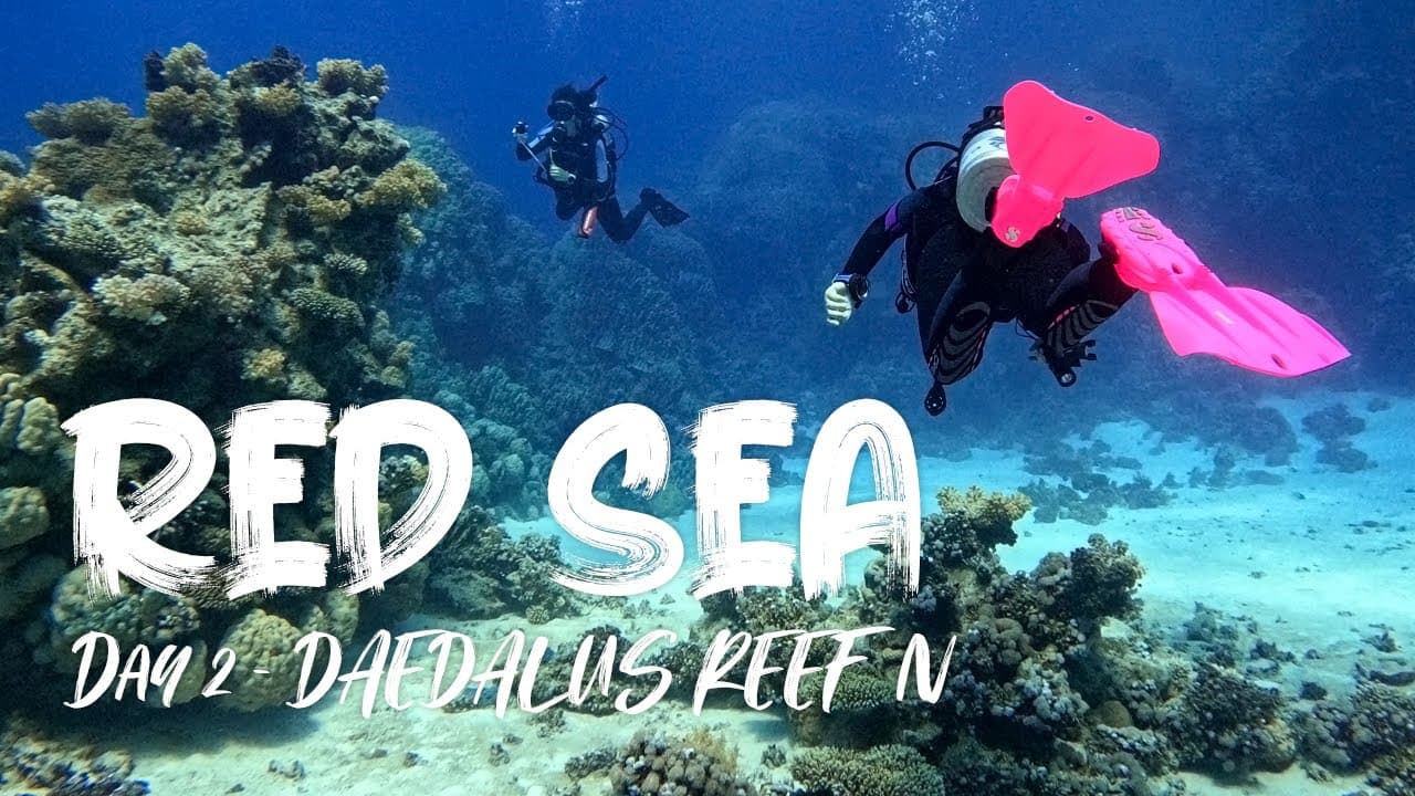 Daedalus Reef dive site image