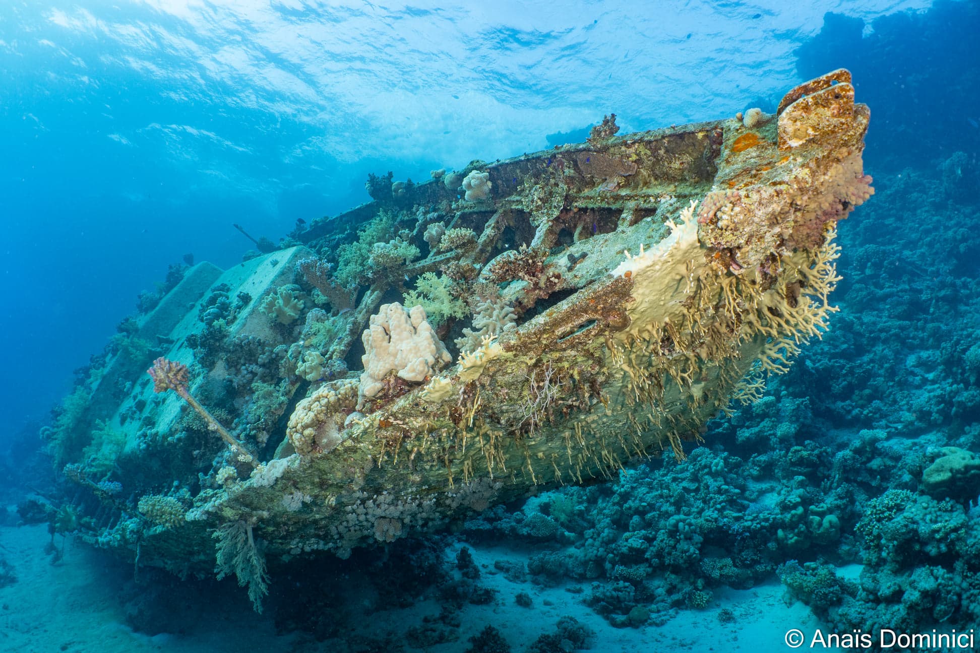 Daedalus Reef diving route