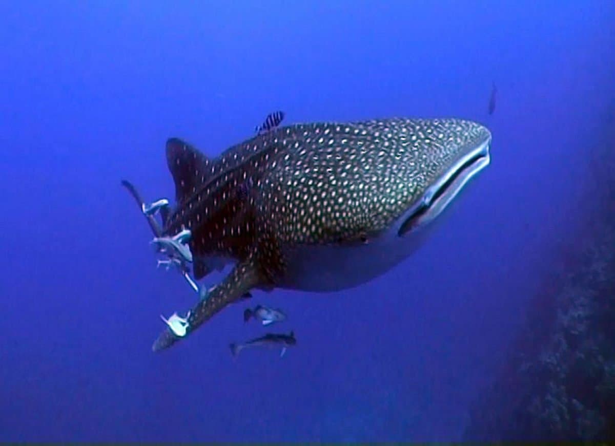 Daedalus Reef route image