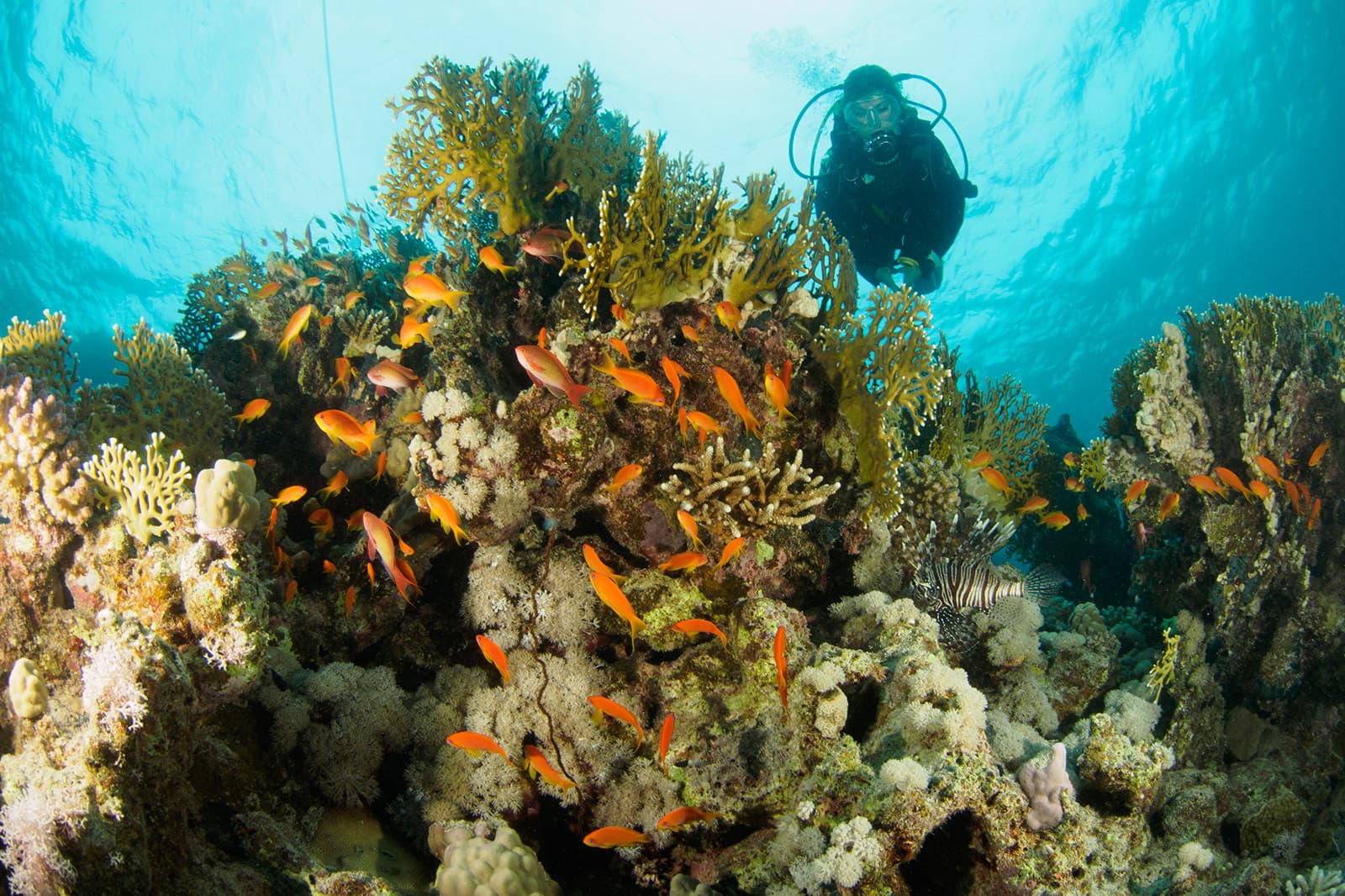 Daedalus Reef route image