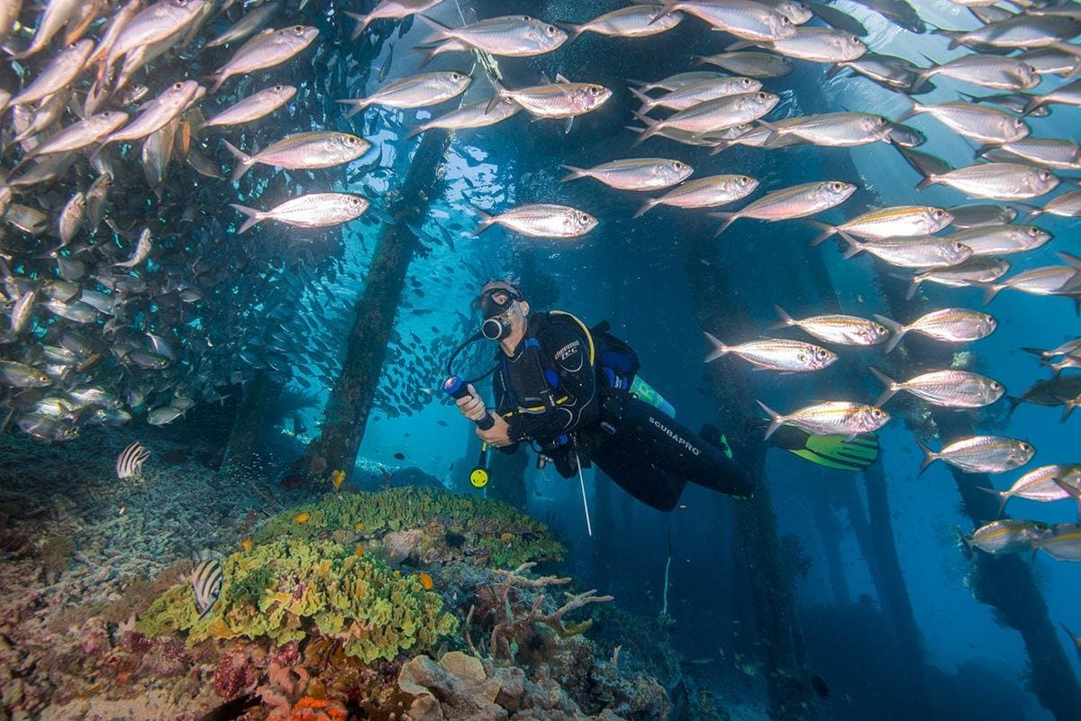 Chicken Reef dive site image
