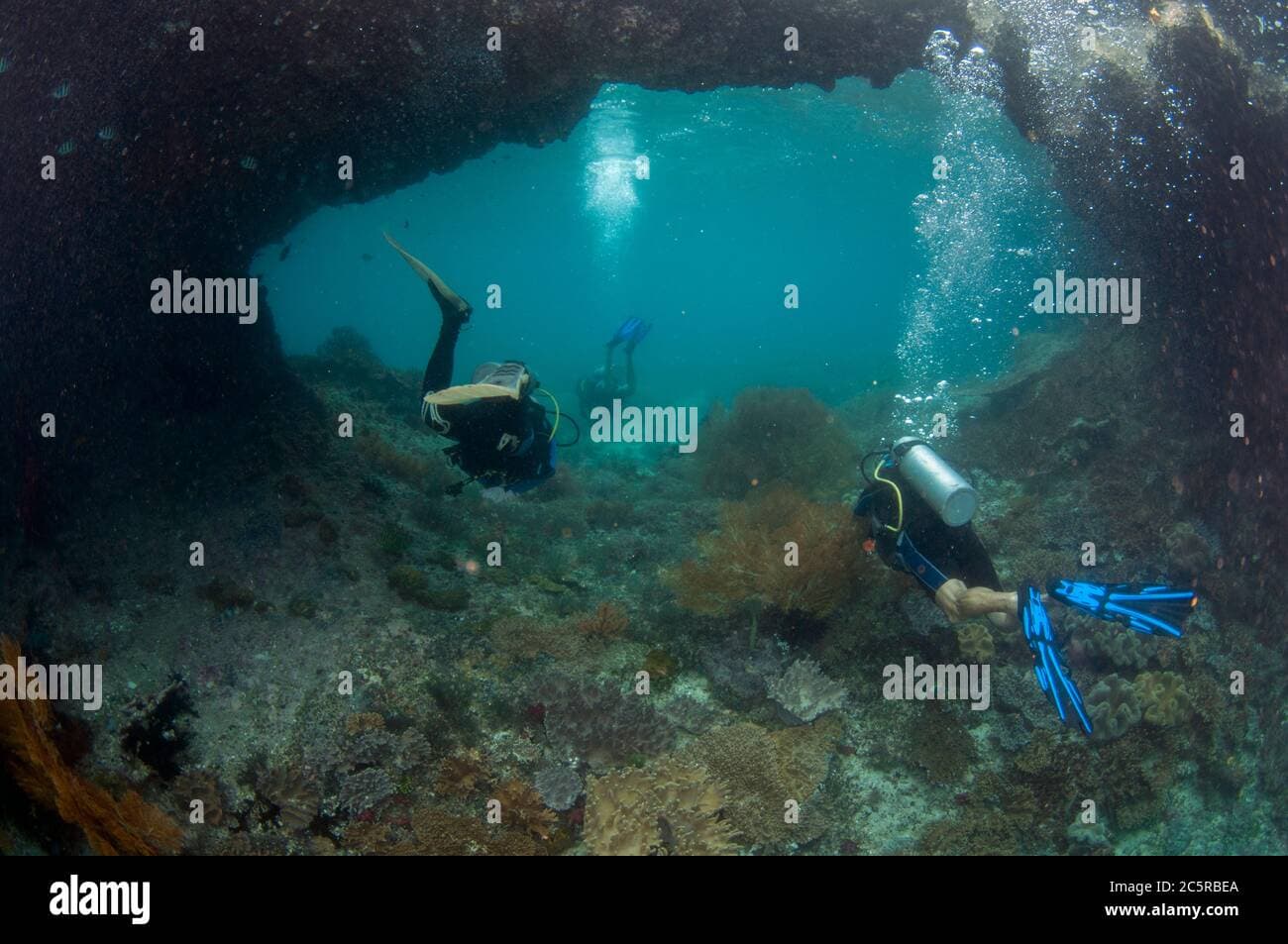Chicken Reef dive site image