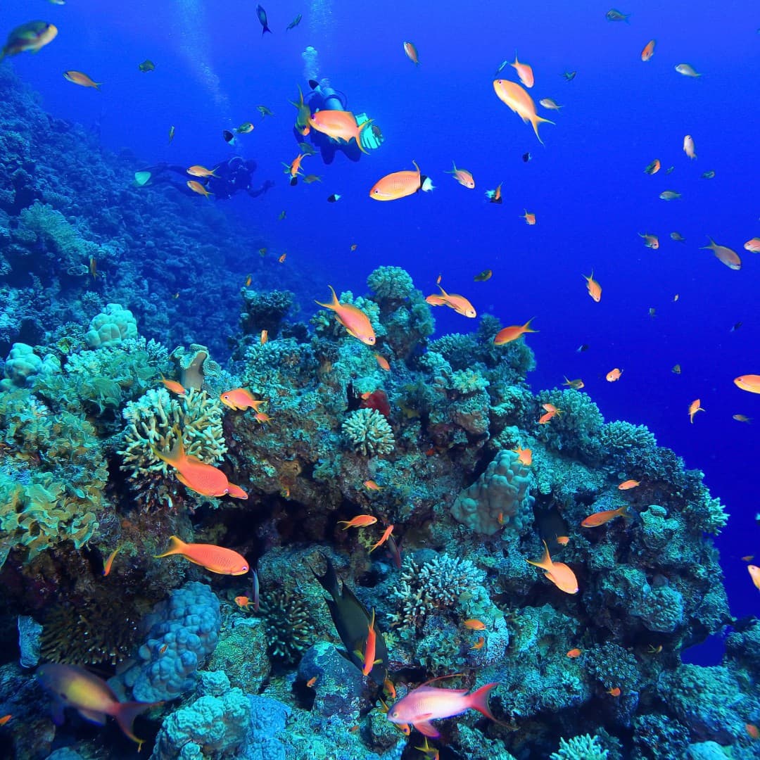 Chicken Reef dive site image