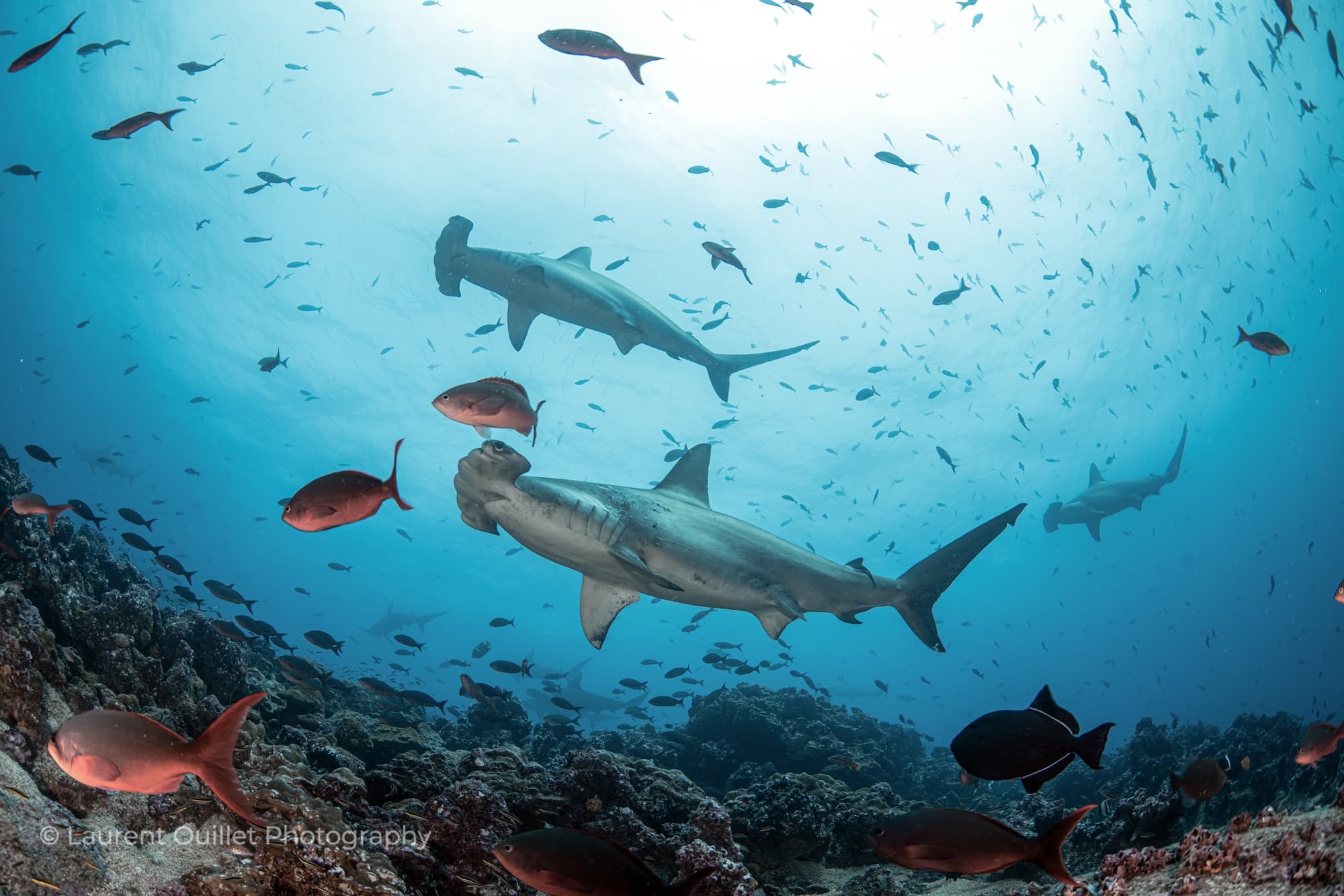 Darwin Island Arch dive site image