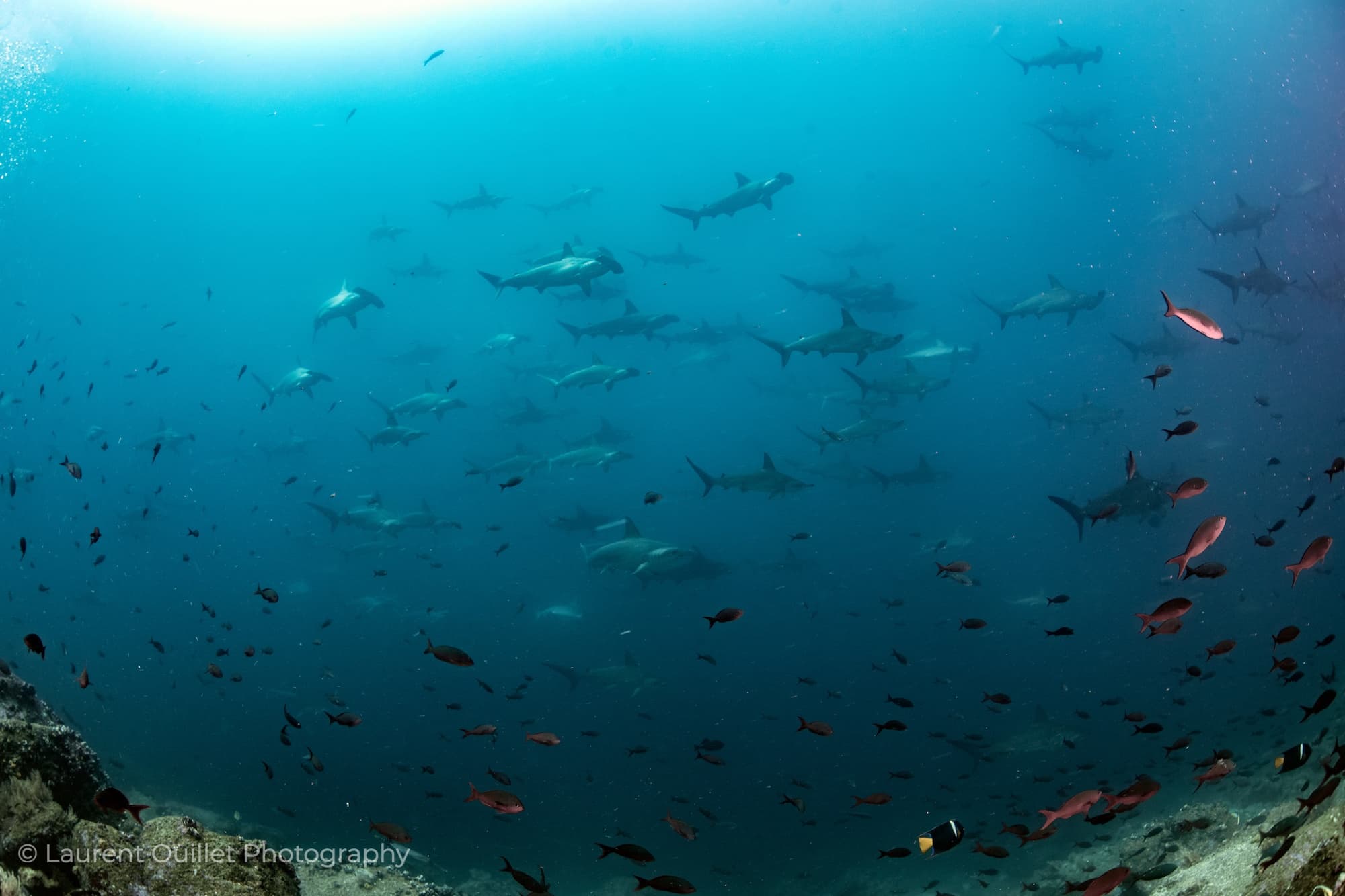 Darwin Island Arch dive site image