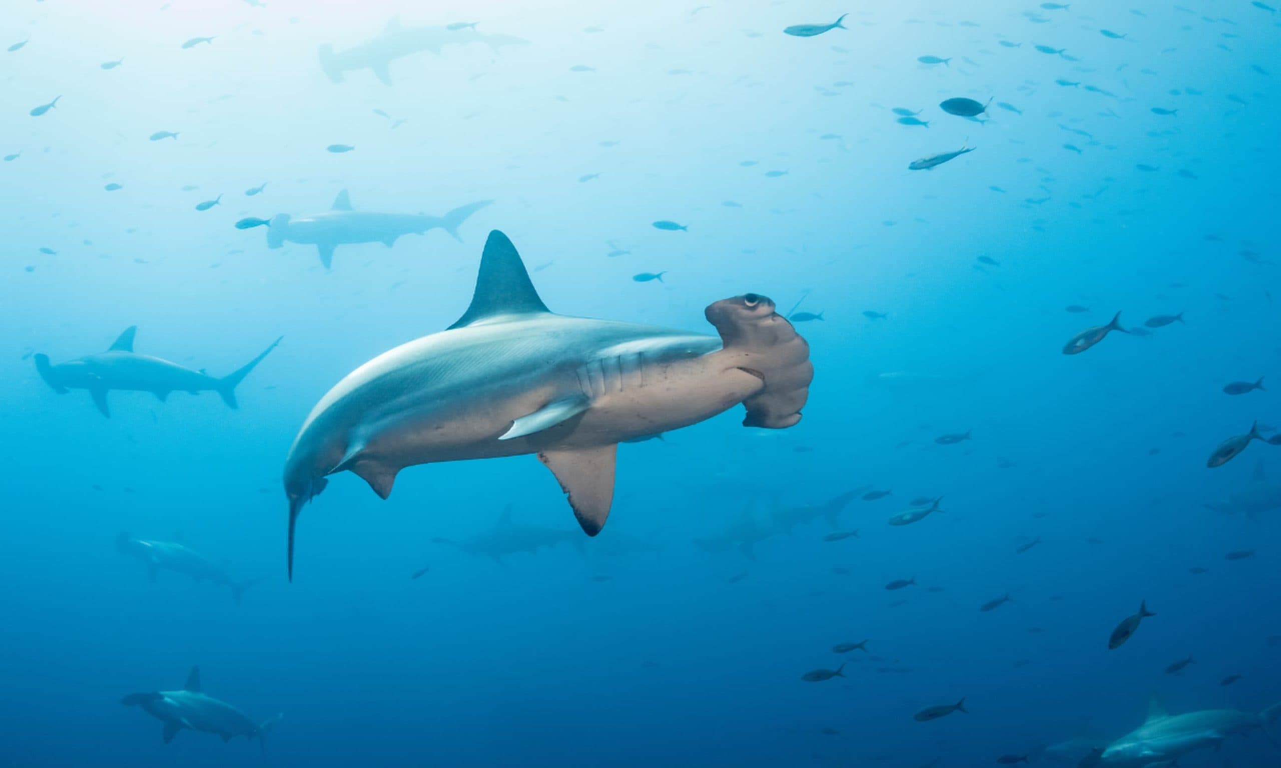 Darwin Island diving route