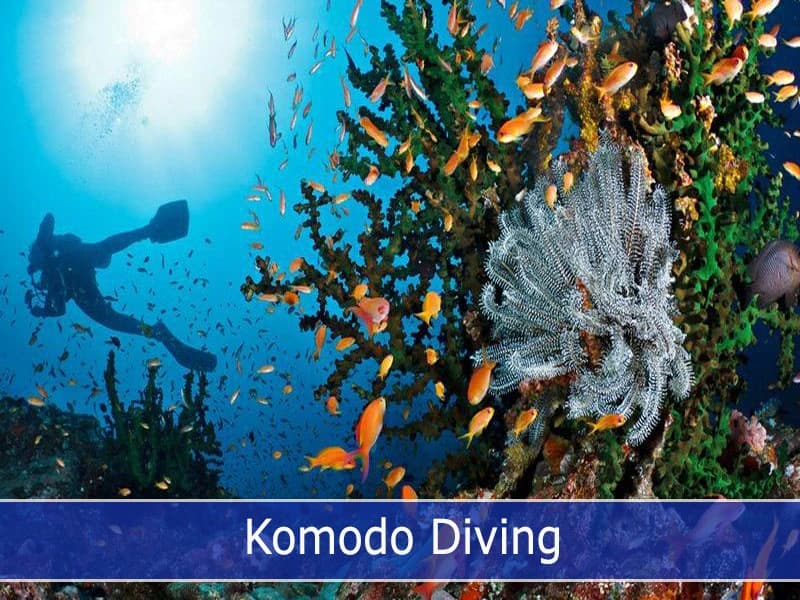 Raja Ampat vs Komodo Diving: Which Indonesian Liveaboard Earns Your Money