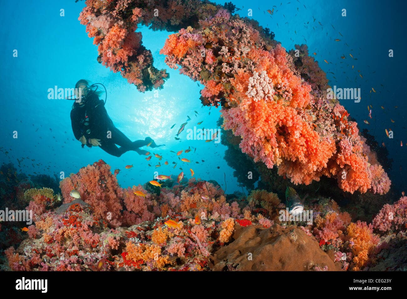 Maldives Liveaboard vs Resort: Which Actually Gives You Better Diving in 2026?