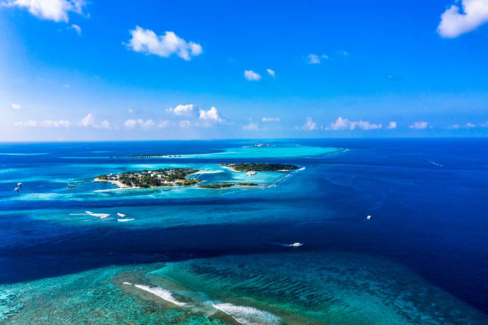 Best Time to Dive the Maldives for Manta Rays vs Whale Sharks (2026)