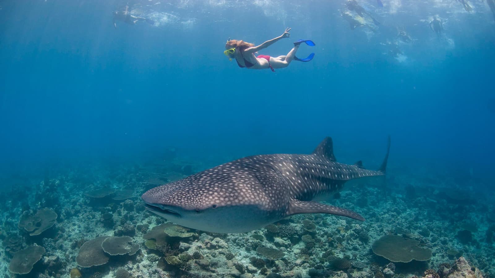 North Male vs South Male vs Ari Atoll: Where to Dive on Your First Maldives Trip