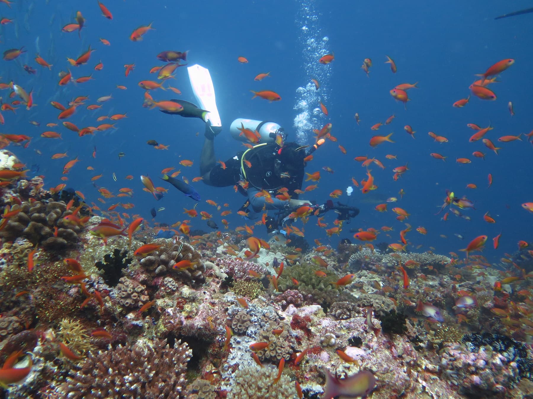 Maaya Thila dive site image