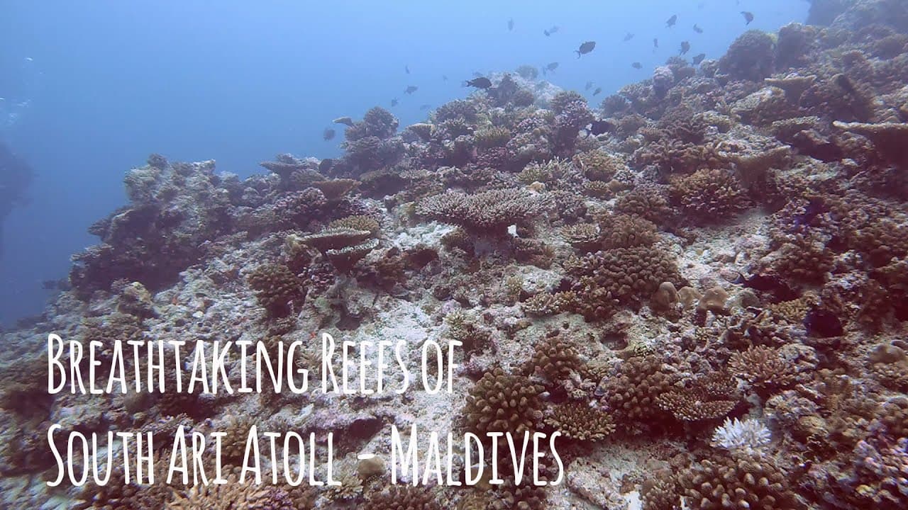 Maldives Diving Under $3,000: A Realistic Budget Guide for 2026