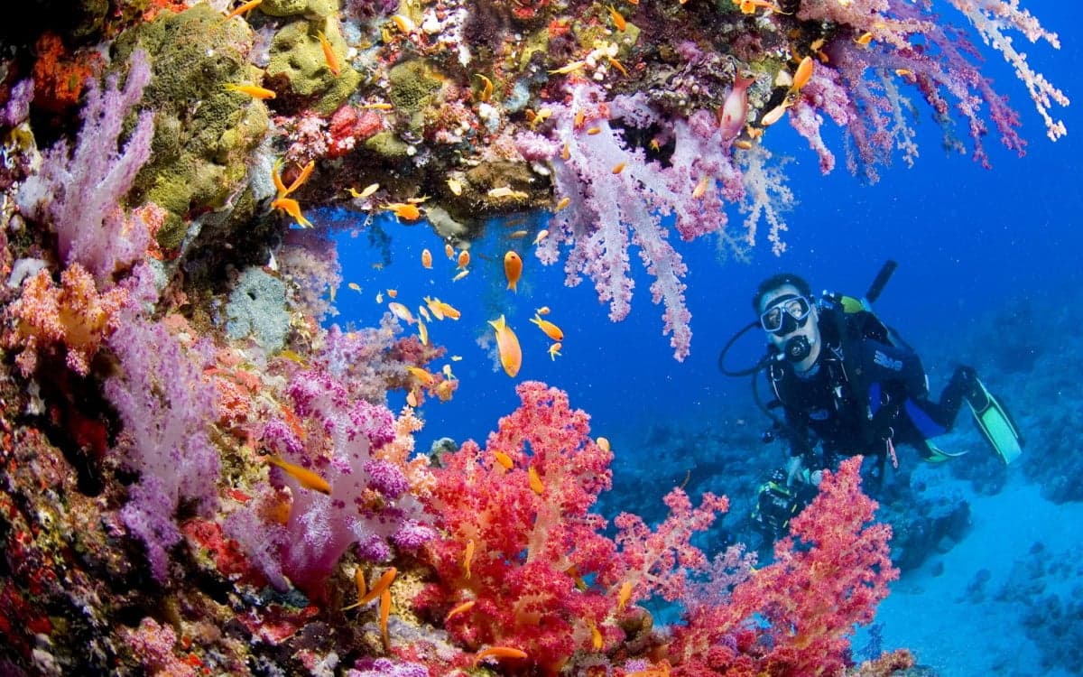 Solo diver over a tropical reef in the Philippines