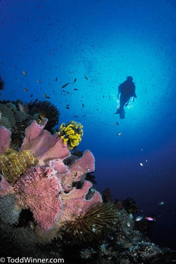 Dense soft coral wall in remote West Papua — the kind of reef scenery that defines Triton Bay diving