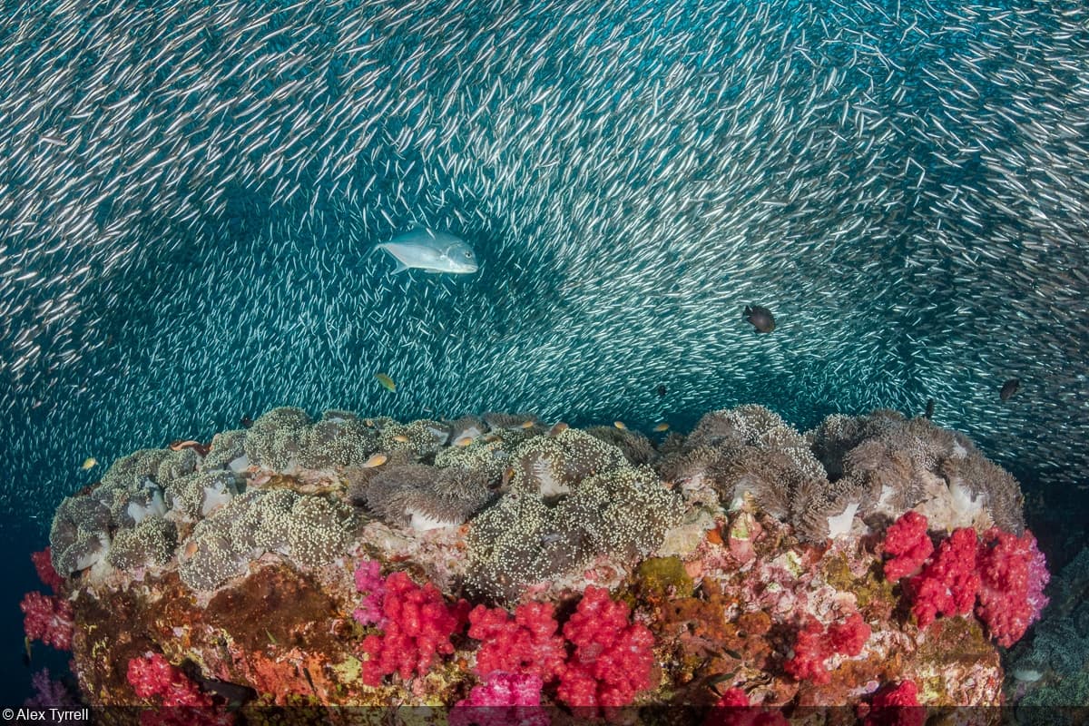Cenotes Diving: Complete Guide for Divers (2026)