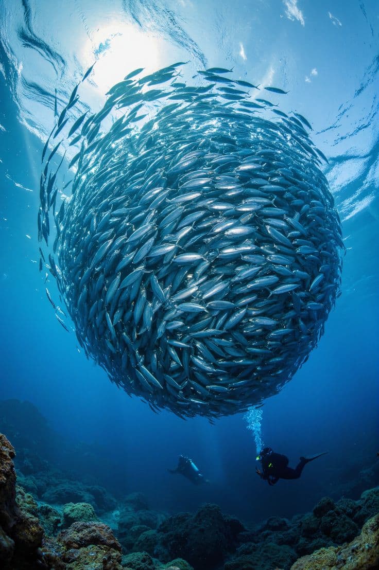 Seychelles Liveaboard vs Resort: Which Gives You Better Diving in 2026?