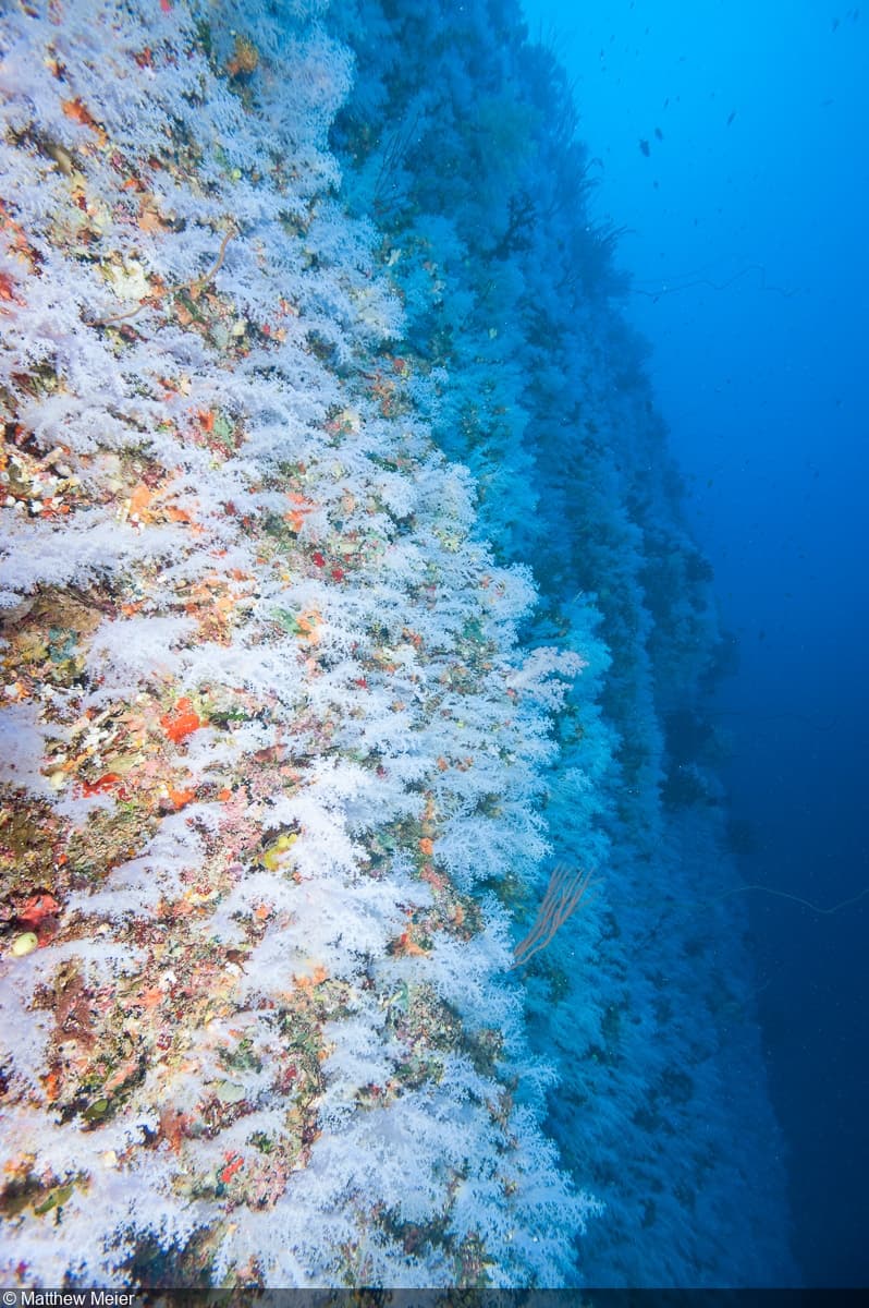 Fiji Liveaboard vs Resort: Which Actually Gives You Better Diving in 2026?