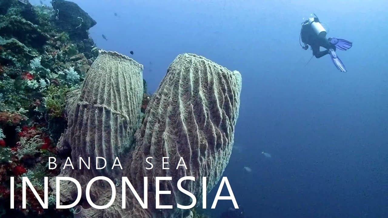 Banda Sea Liveaboard vs Resort: Which Actually Gets You to Indonesia's Last Pristine Reefs?