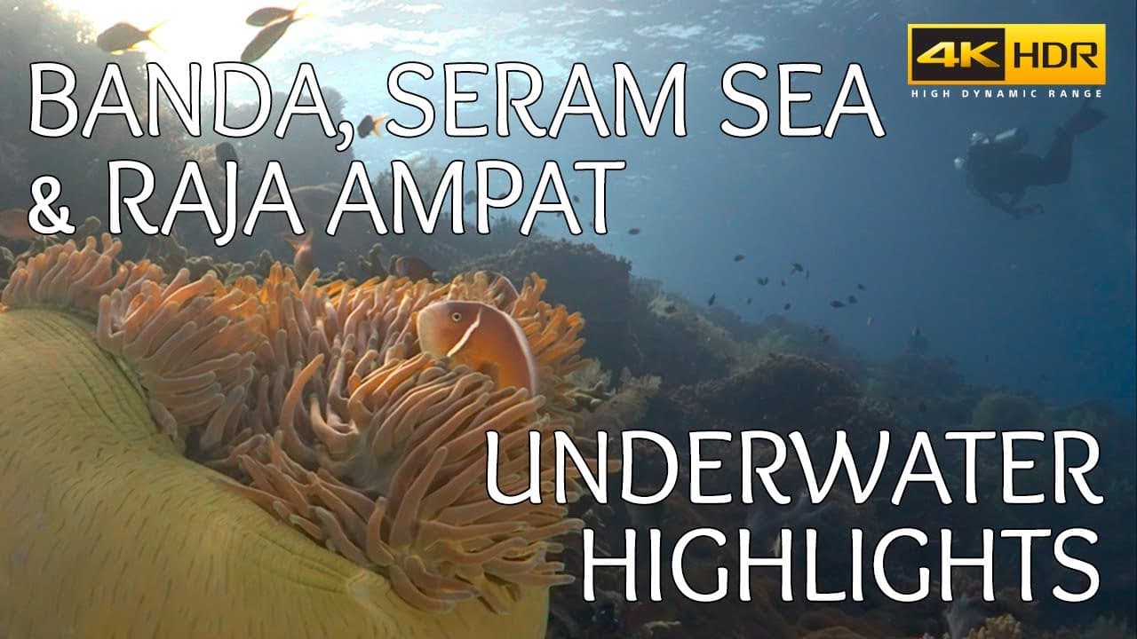Remote Indonesian reef wall with soft corals and schooling fish — Wakatobi vs Raja Ampat vs Alor