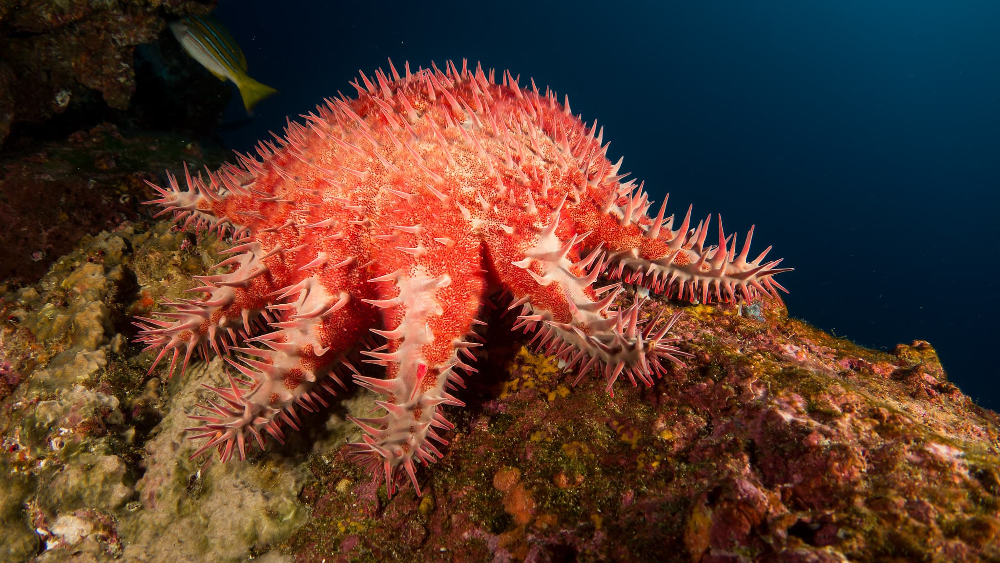 Dirty Rock dive site image