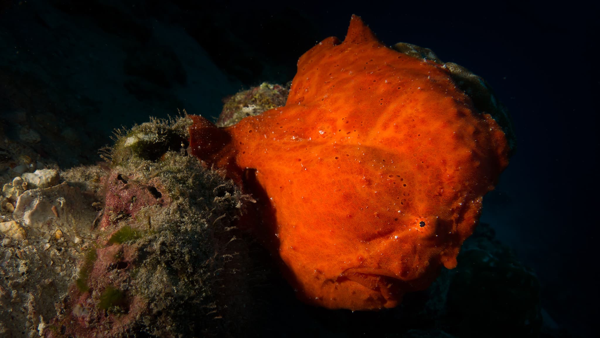 Dirty Rock dive site image