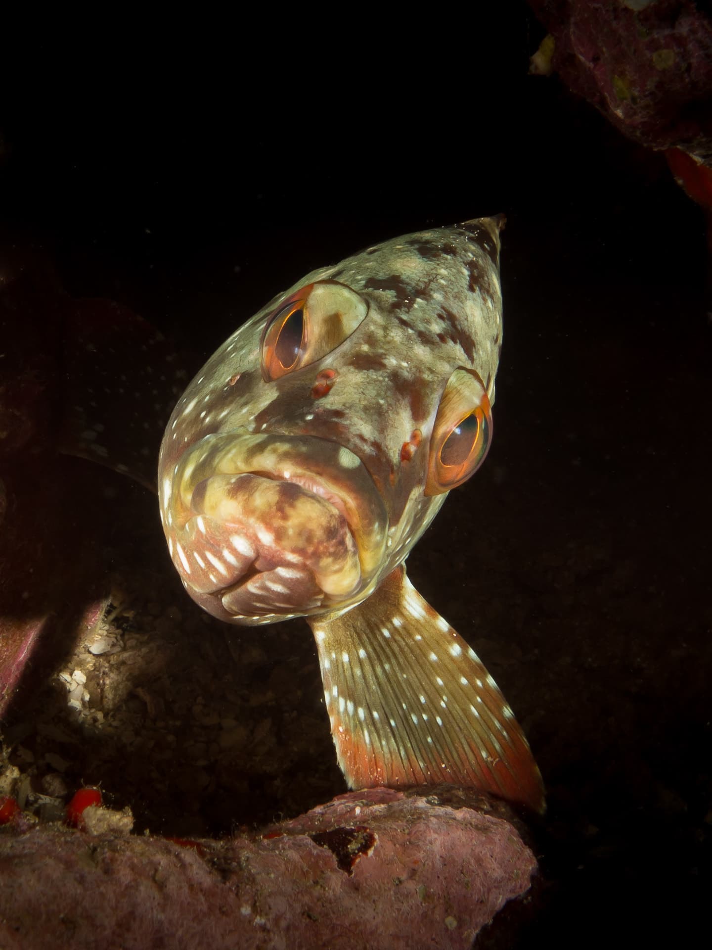 Dirty Rock dive site image