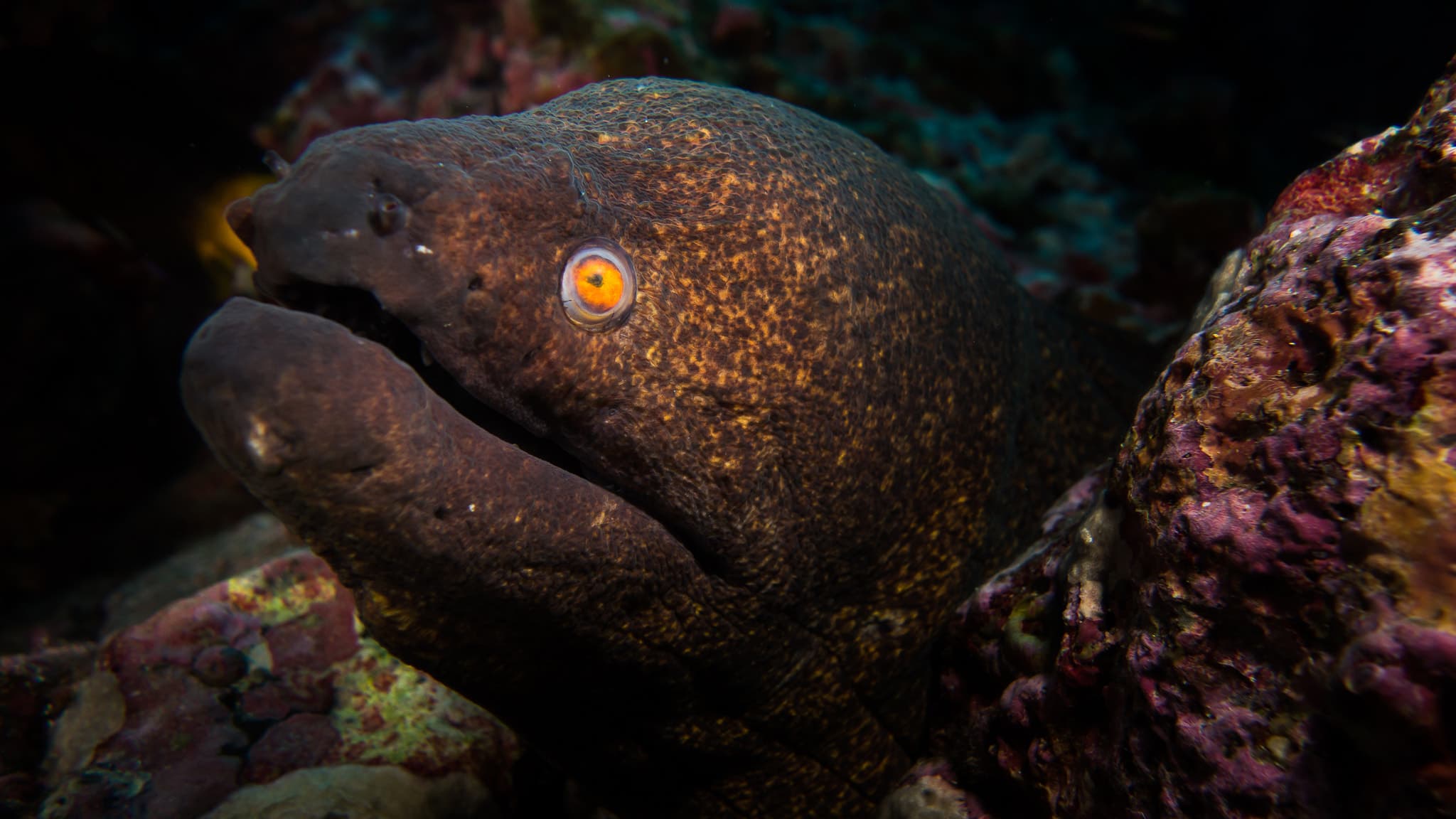 Cocos Island Liveaboard vs Resort: There Is No Resort — Here Is What That Means