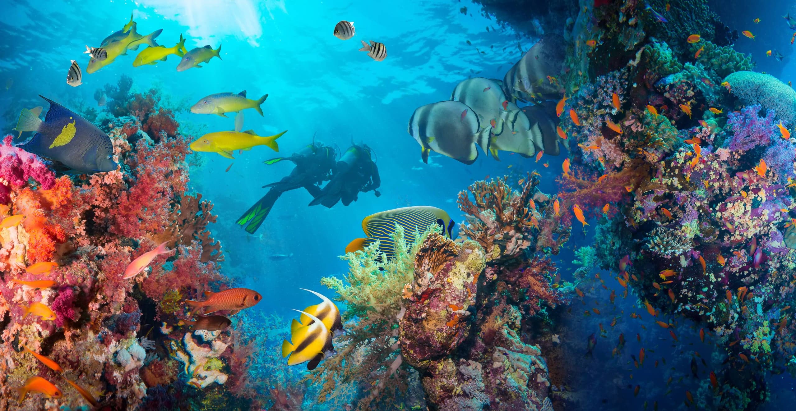 Rasdhoo Atoll Hammerhead Point dive site image