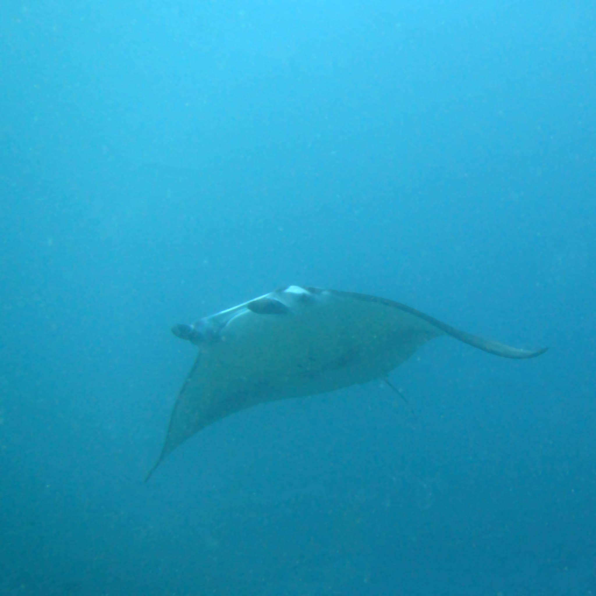 Rasdhoo Atoll Hammerhead Point dive site image