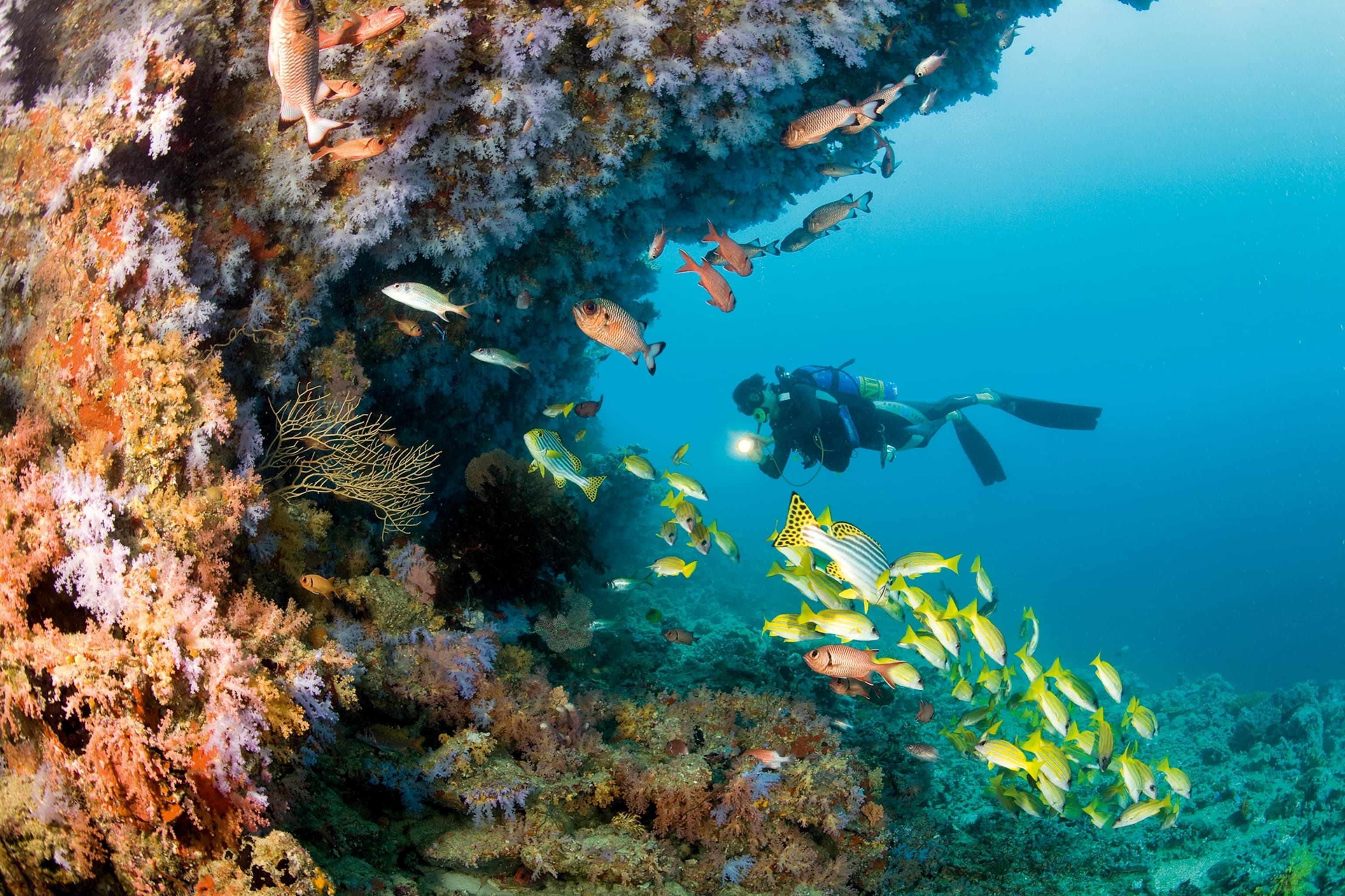 Rasdhoo Atoll Hammerhead Point dive site image