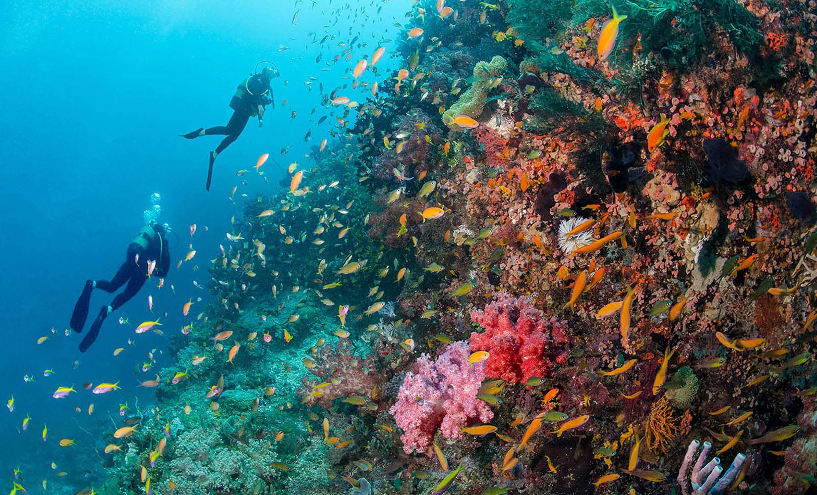 Ponta do Ouro dive site image