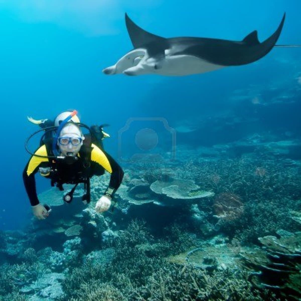 Ponta do Ouro dive site image