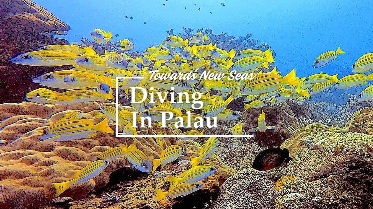 Blue Holes Palau: Complete Guide for Divers (2026)