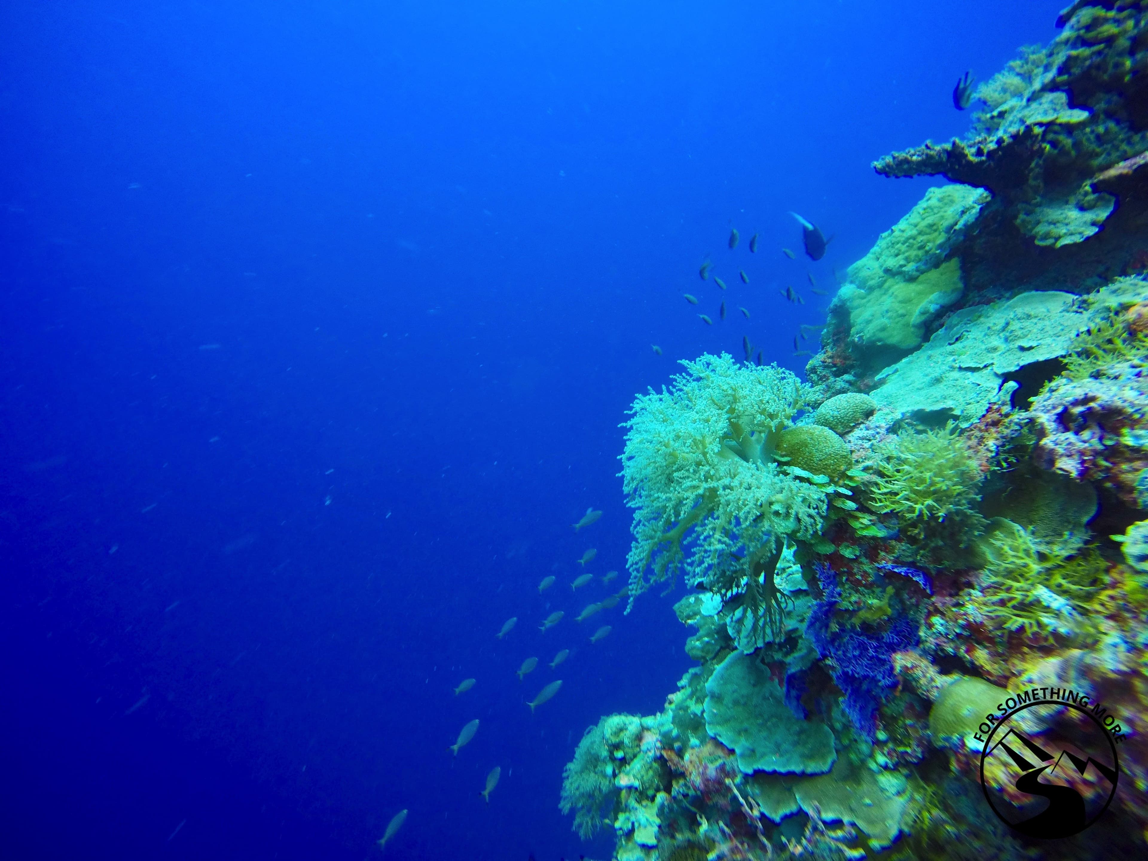 German Channel dive site image