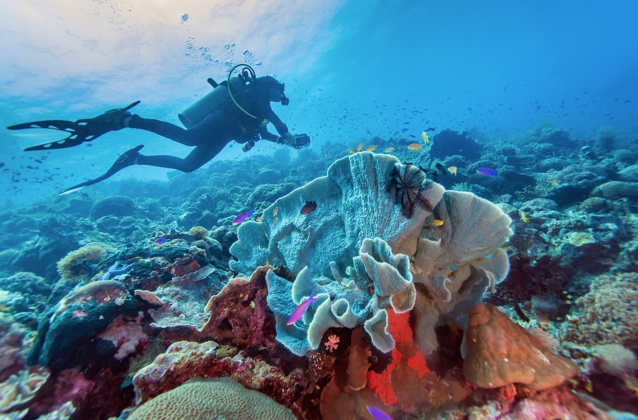 Tubbataha reef diving in clear blue tropical water