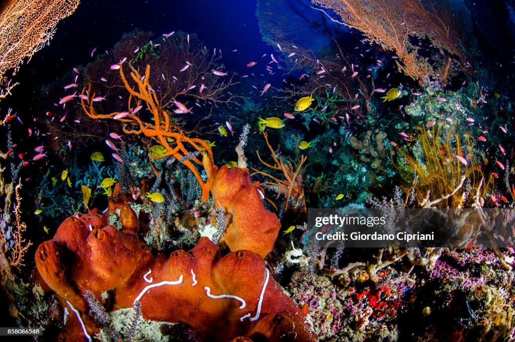 Philippines Diving for Beginners: 5 Spots That Won''t Overwhelm You