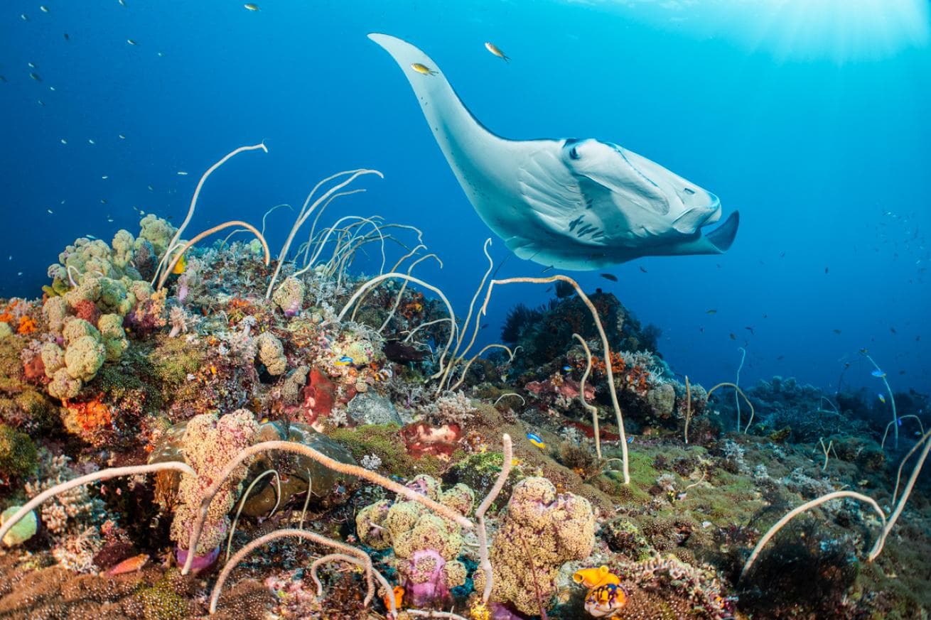 Philippines, Maldives, or Raja Ampat: How to Pick Your Next Liveaboard