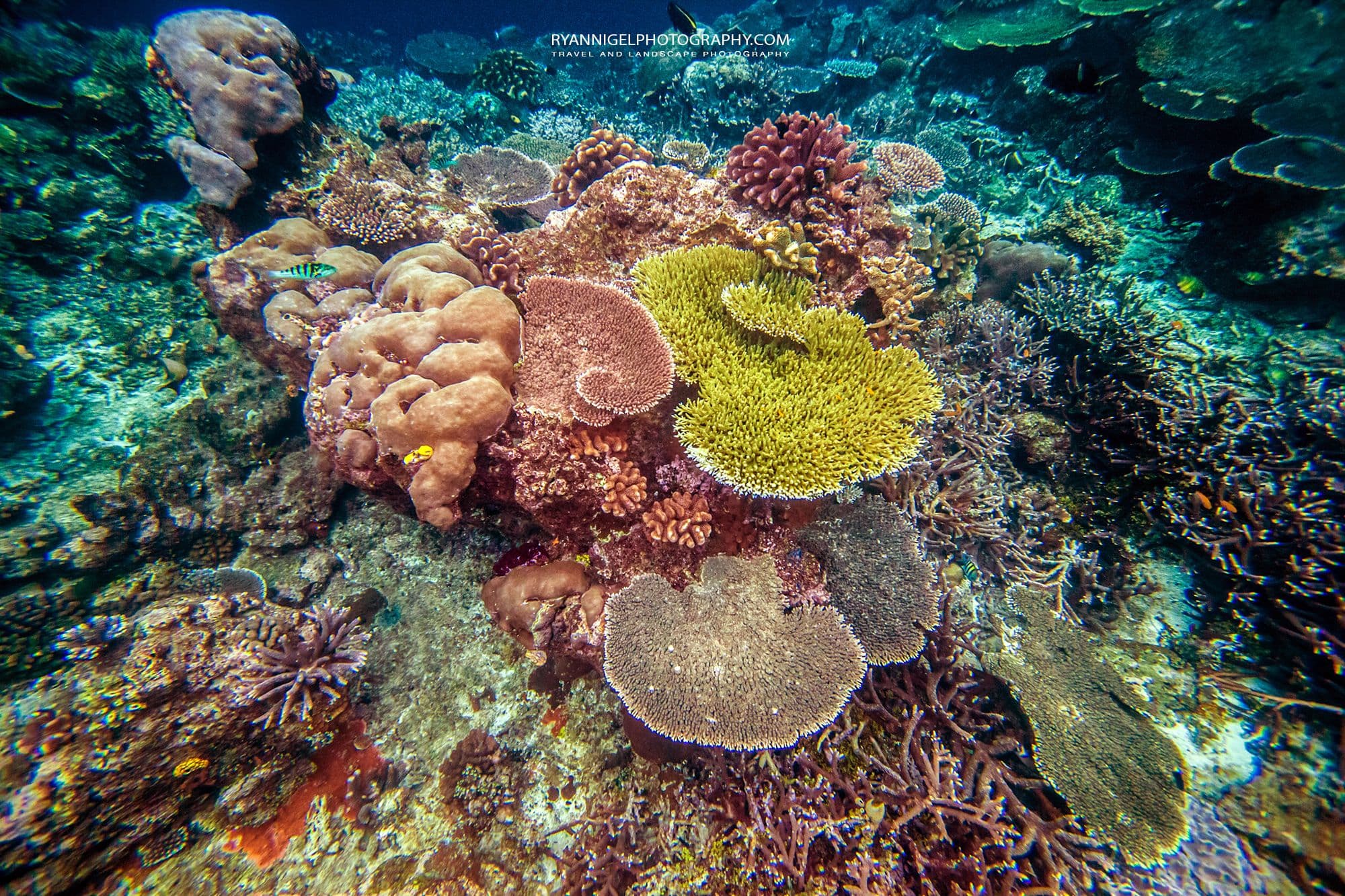 Triton Bay Anthias Wall dive site image