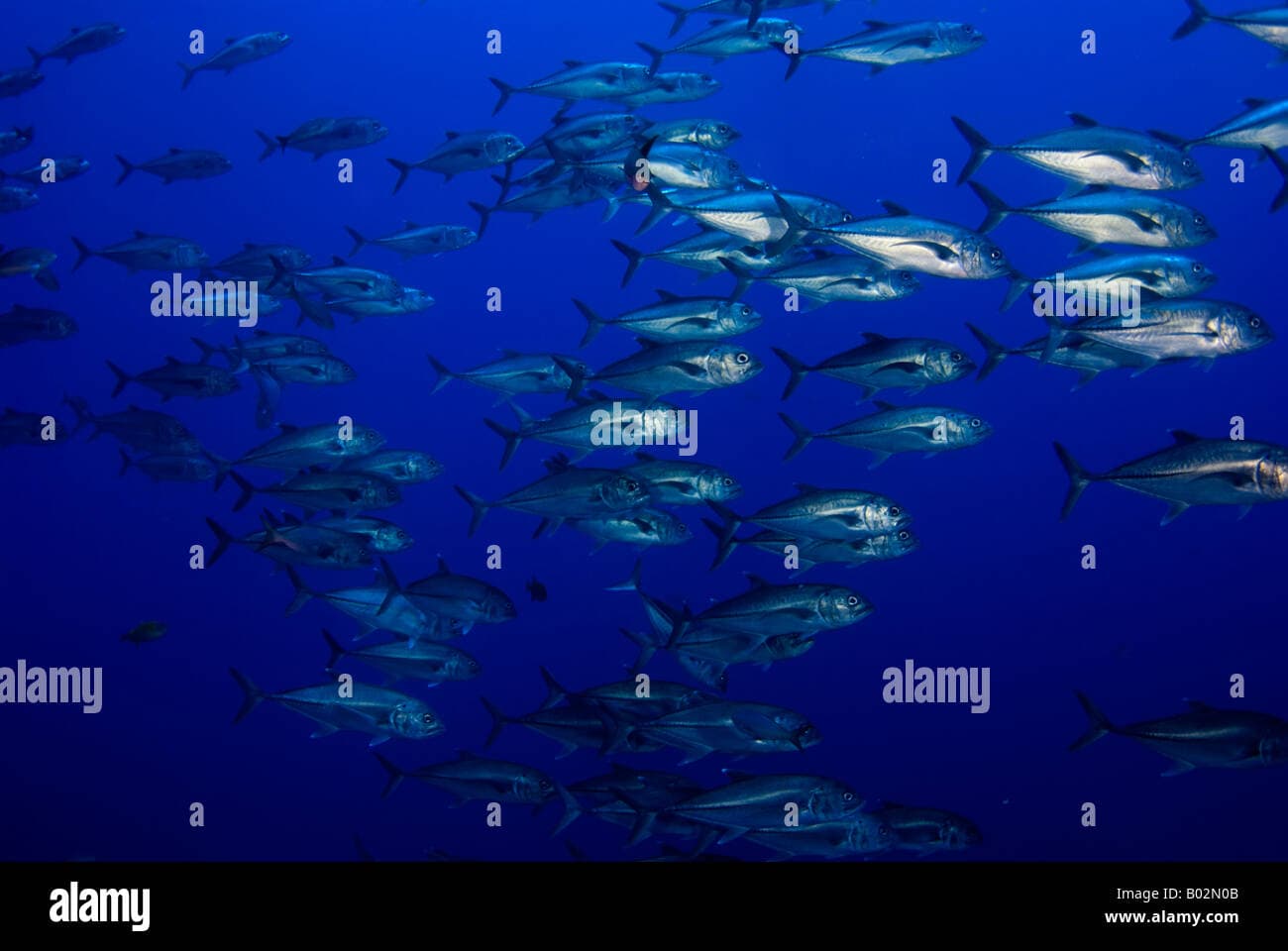 Roca Partida dive site image