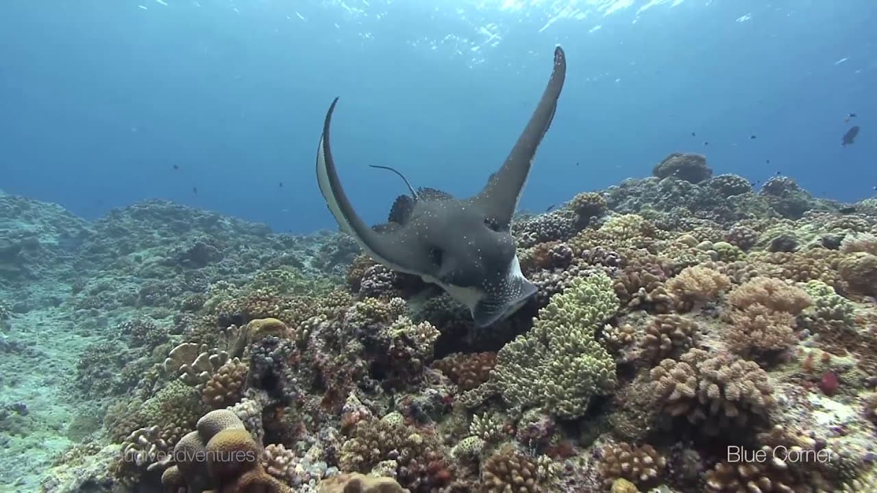 Blue Corner dive site image