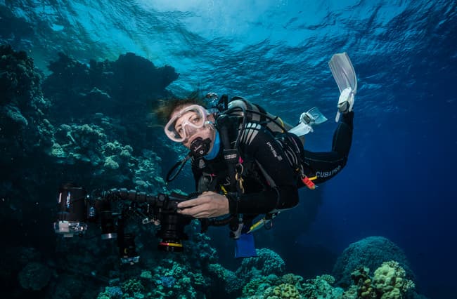 Sheer coral wall dropping into deep blue water at the Brothers Islands — the signature topography that makes these Egyptian Red Sea pinnacles a world-class pelagic diving destination