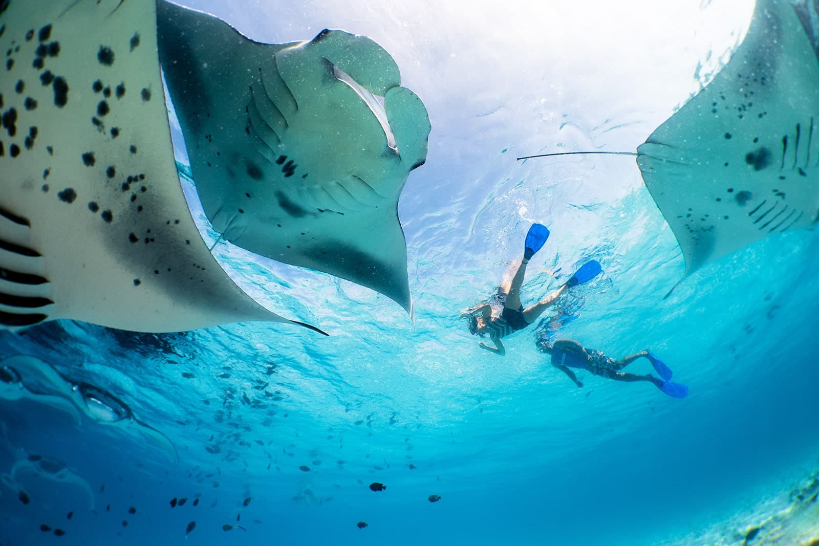 Hanifaru Bay route image