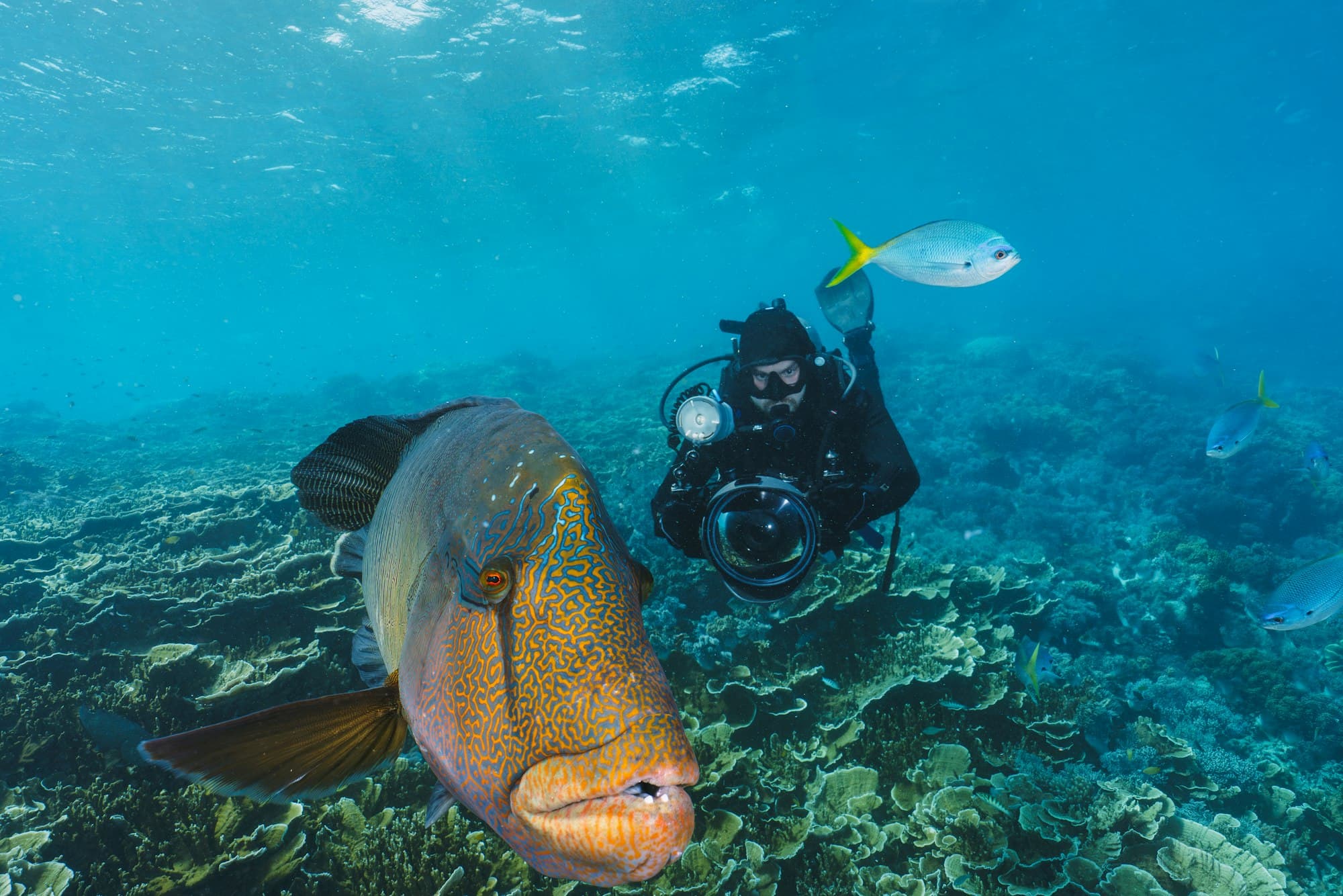 North Male Atoll diving route